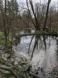 This pond was created by the park's beavers, held together by a combination of mud and sticks.