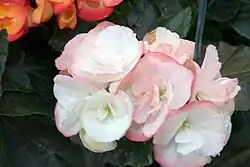 'Camilla 98' cultivar