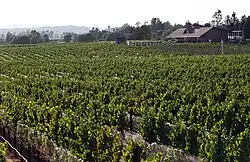 Benovia Winery with Martaella Vineyards in foreground.