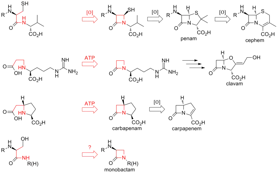 Overview of biosynthetic routes to the different classes of β-lactam compounds.