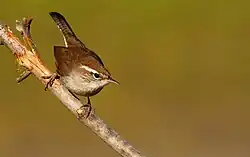 Bewick's Wren