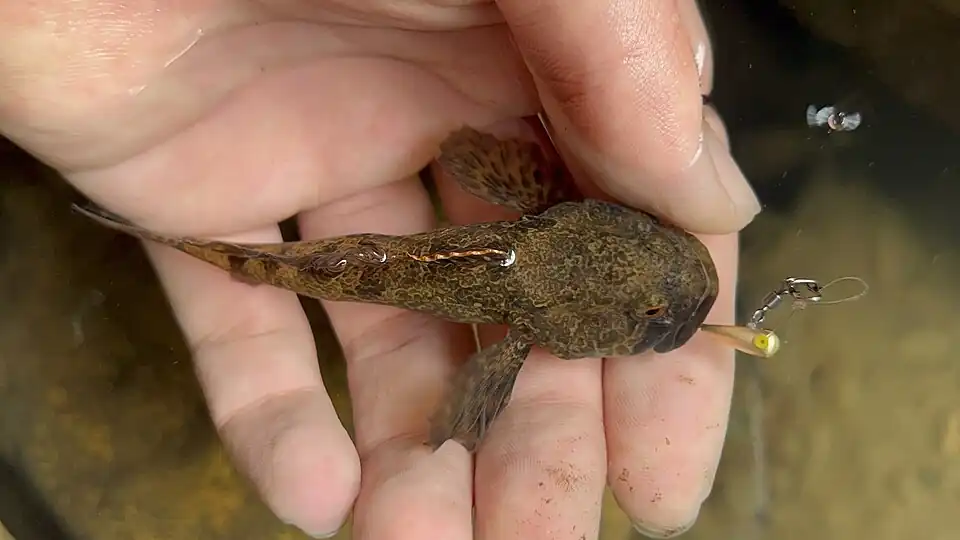 Large male Pomo riffle sculpin
