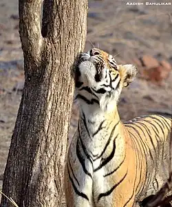 Bijili (A tiger in Ranthambore National Park, 2016) 1.jpg