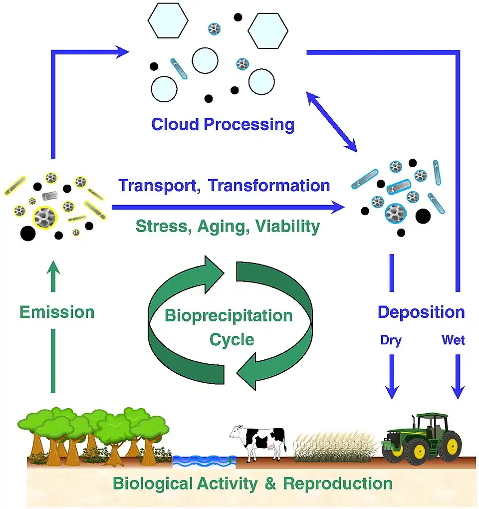 Global bioaerosol cycling After emission from the biosphere, bioaerosol particles interact with other aerosol particles and trace gases in the atmosphere and can be involved in the formation of clouds and precipitation. After dry or wet deposition to the Earth's surface, viable bioparticles can contribute to biological reproduction and further emission. This feedback can be particularly efficient when coupled to the water cycle (bioprecipitation).[158][144][129]