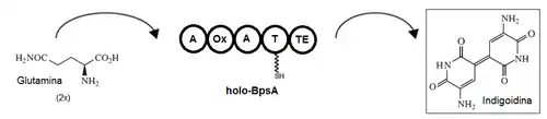 Biosynthesis of indigoidin