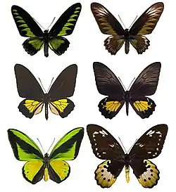 Male (left) and female (right) representatives of Trogonoptera (top), Troides (middle), and Ornithoptera (bottom)