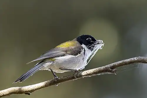 collecting spider webbing