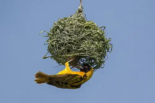 Male nest building, Uganda
