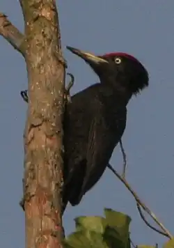 Black woodpecker.