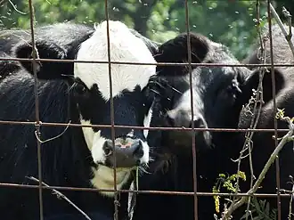 Black and white spotted cow behind barred fence