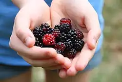 Wild blackberries picked in May in Texas