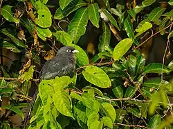 Blue-faced malkoha in the sanctuary