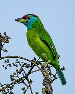 Blue-throated barbet (Psilopogon asiaticus)