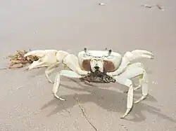 Gravid female, Texas