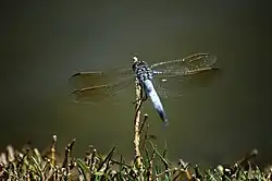 Adult in Margaret River, Western Australia