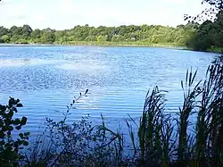 Ockham and Wisley Commons