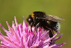 A Bombus terrestris collects nectar