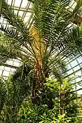 Inside the palm house