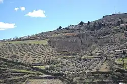 The olive trees in the municipality of Bragança