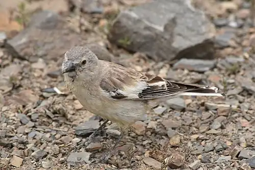 Brandt's Mountain finch, Jun '18