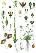 Illustration of C. sativa (1) and Subularia aquatica (2) from Deutschlands Flora in Abbildungen