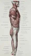 Superficial muscles of the body, lateral view