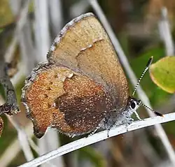 A brown butterfly atop a flower