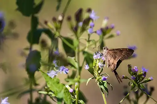 Brown longtail (Spicauda procne), Santa Ana NWR