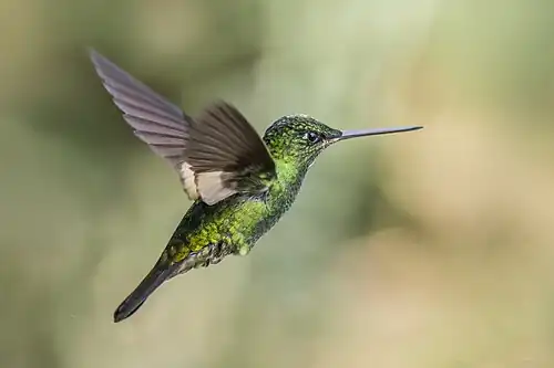 young male C. l. lutetiae, Colombia