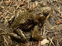 Boreal toad