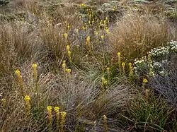 A tussock grassland.