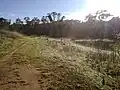 A disused track in patchy bushland in the reserve behind Vasey Crescent near Northcott Drive in Campbell