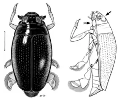 Gyrinius convexiusculus