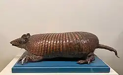 Brown armadillo
