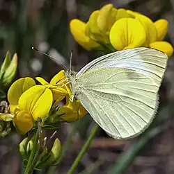 Cabbage white butterfly (Pieris rapae), wings closed. Montgomery County, PA.