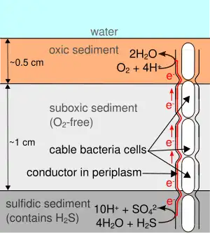 Diagram demonstrating cable bacteria metabolism in surface sediment