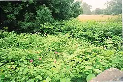 A hedgerow made up of roses and Japanese knotweed