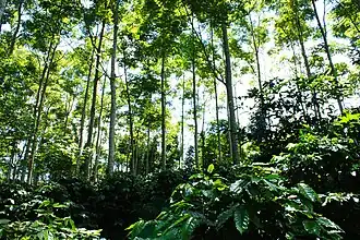 Image 54Shade-grown coffee (Coffea arabica) in Sierra Norte of Puebla (from Agroforestry)