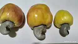 Ripe cashew fruits