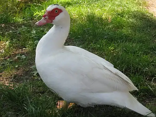 White duck