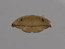 Callidrepana patrana