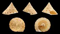 These shells are from the species Calliostoma formosense, originating from the island of Taiwan.