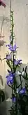 Campanula pyramidalis in flower