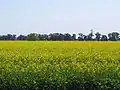 Canola field near Temora