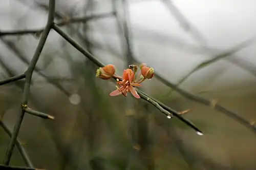 Flower on branch