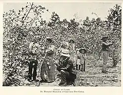 Plantation Caravonica Park (1906)