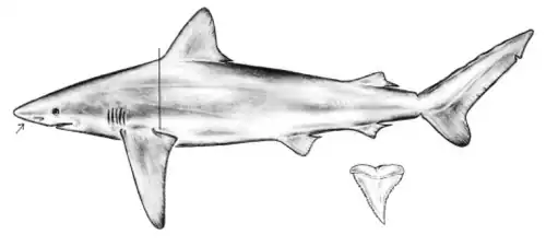 Characteristic traits of the bignose shark include its prominent nasal flaps, the tall, triangular shape of its upper teeth, and the relatively anterior position of its first dorsal fin.