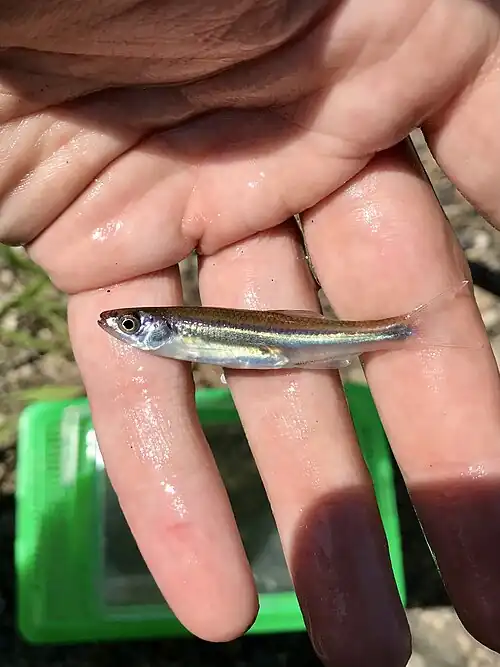 Carmine Shiner, Minnesota River, Ortonville, MN, US imported from iNaturalist photo 219320625.jpg