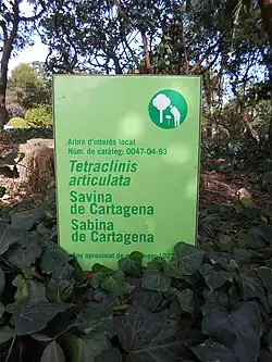 Tree identification sign.