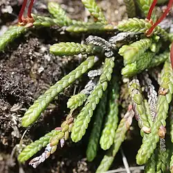 Closeup of leaves. Mount Yake, Hida Mountains, Takayama, Gifu Prefecture, Japan